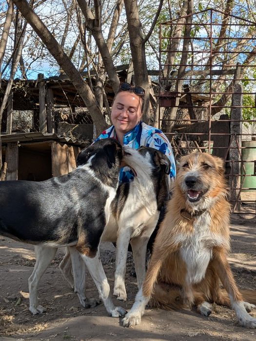 Песик Рудий шукає родину