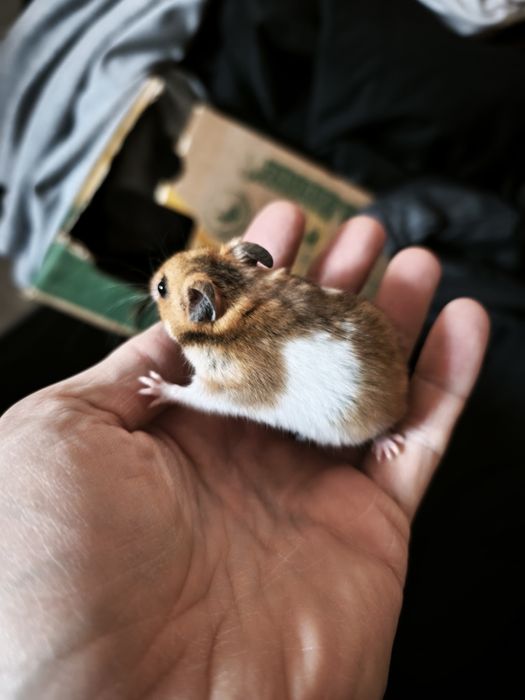 Chomik syryjski oswojony młode chomiki