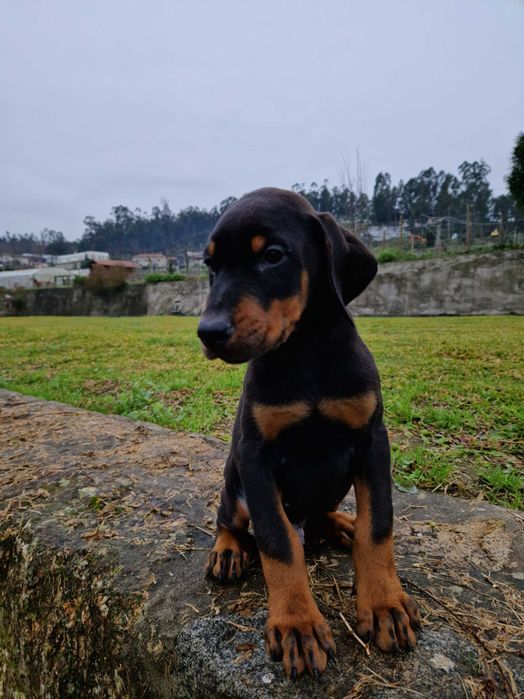 Dobermann com lop/pedegree
