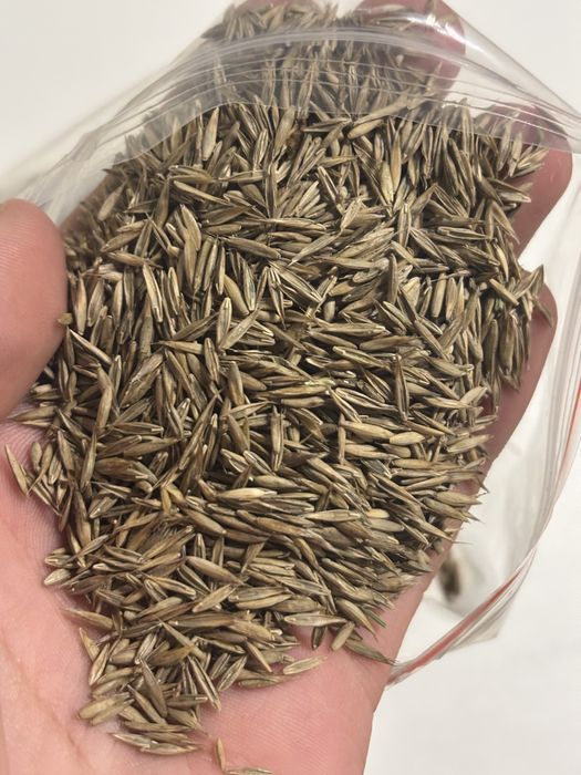 Mieszanka traw lucerna koniczyna gorzowska kupkówka festulolium trawa