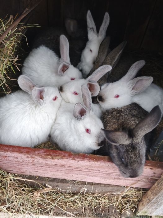 Продам тушки і живі  кролі