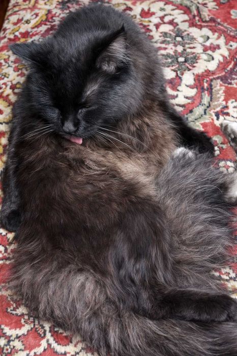 Чорнобура пухнаста кицюня Лабубу , метиска нібелунга