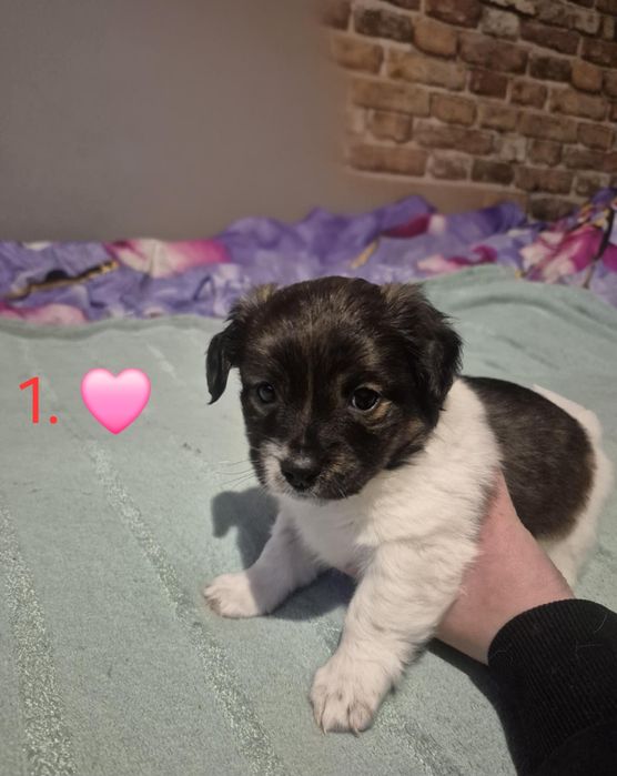 Szczenięta w wieku 1.5 miesiąca do adopcji.