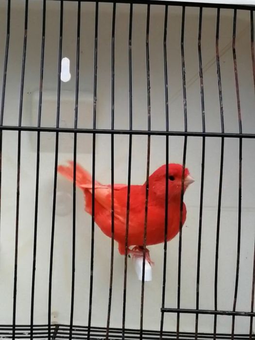 Canários Lip. Vermelho I/N ENTREGAS CENTRO/NORTE País Outubro