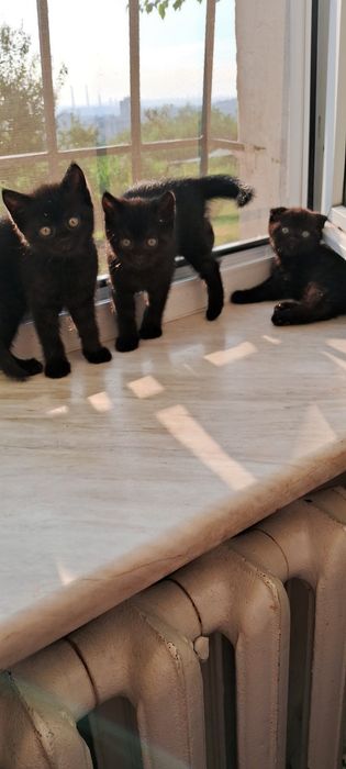 Продам кошенят  шотландців