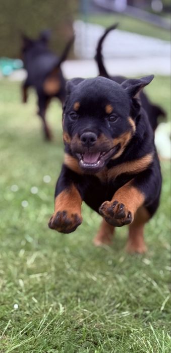 Rottweiler - piękny szczeniak - suka (samica)