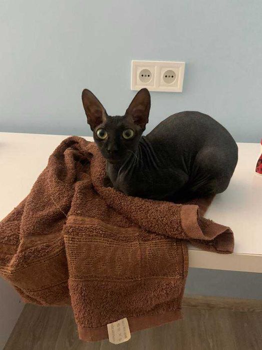 сфинкс (донской, уральский) есть малыши апрель, сентябрь 2025