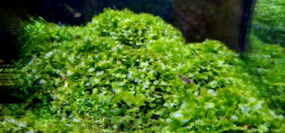 Vendo porções de 10 cm de "Musgo" 'Round Pelia'