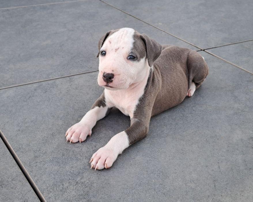 Amstaff   suczka