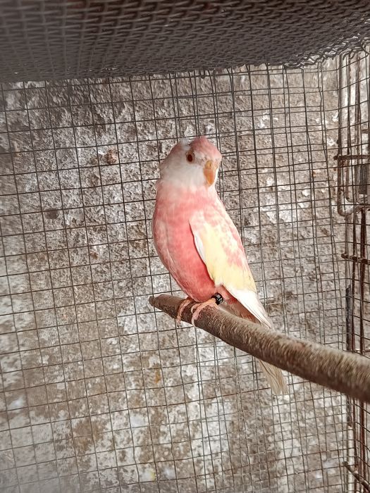 Um casal de Forpus, Bourkes, Kakarikis, Forpus