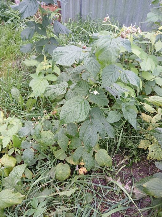 Maliny sadzonki maliny w donicy maliny polana