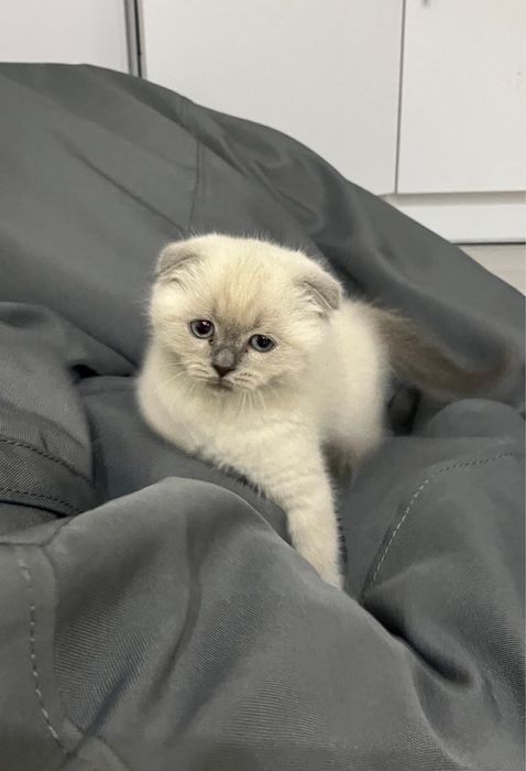 Вислоухі кошенята  блю поінт