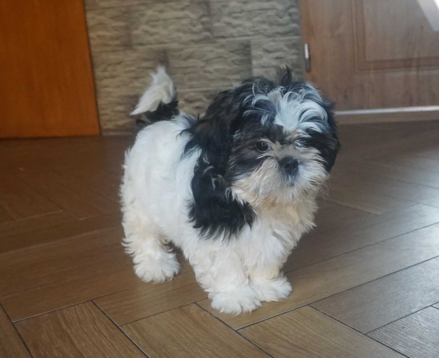 biało-czarny piesek shih tzu