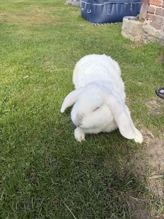 Bardzo duza samica