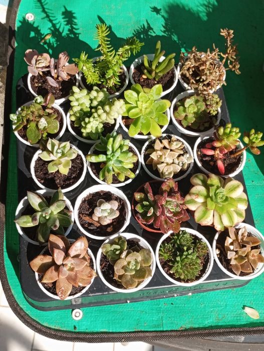 Pak de pequenas suculentas variadas 0,50€ cada uma.