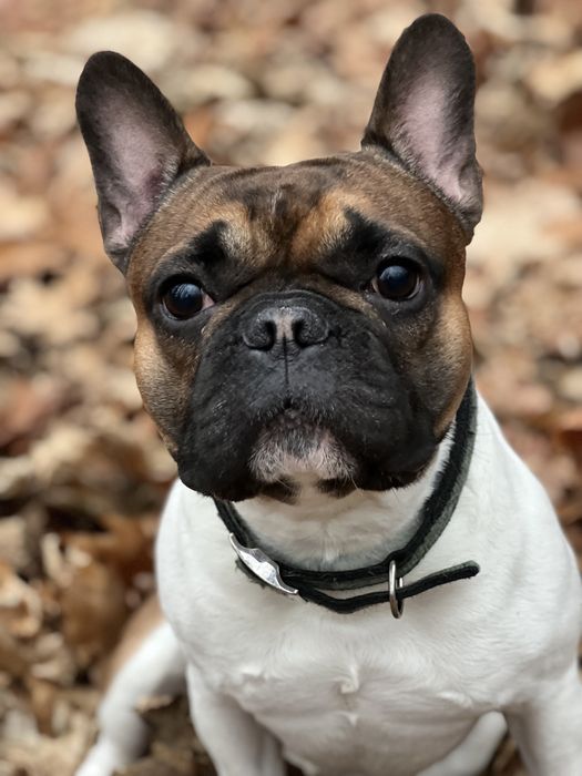 В‘язка французький бульдог