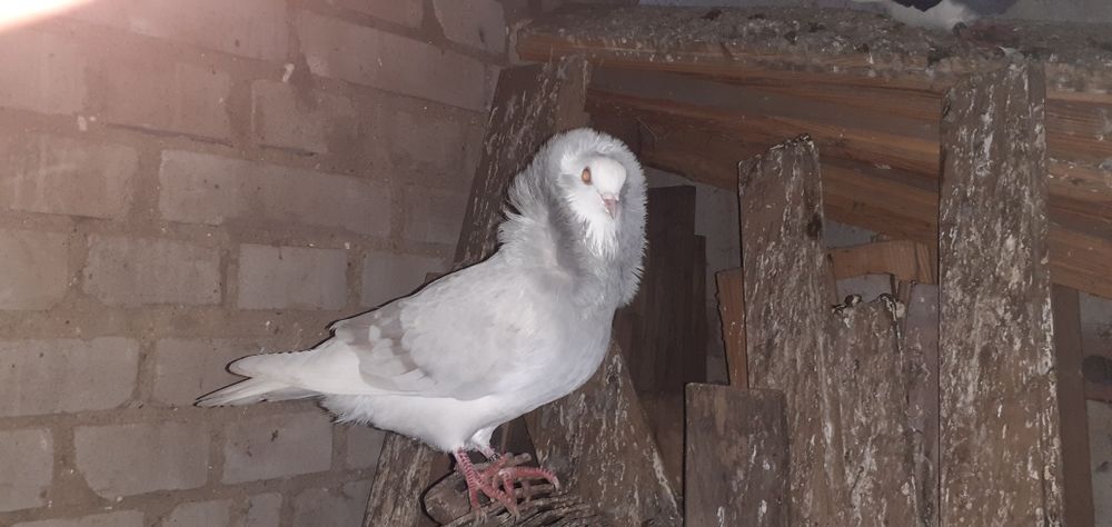 Gołębie rasowe kapucyn