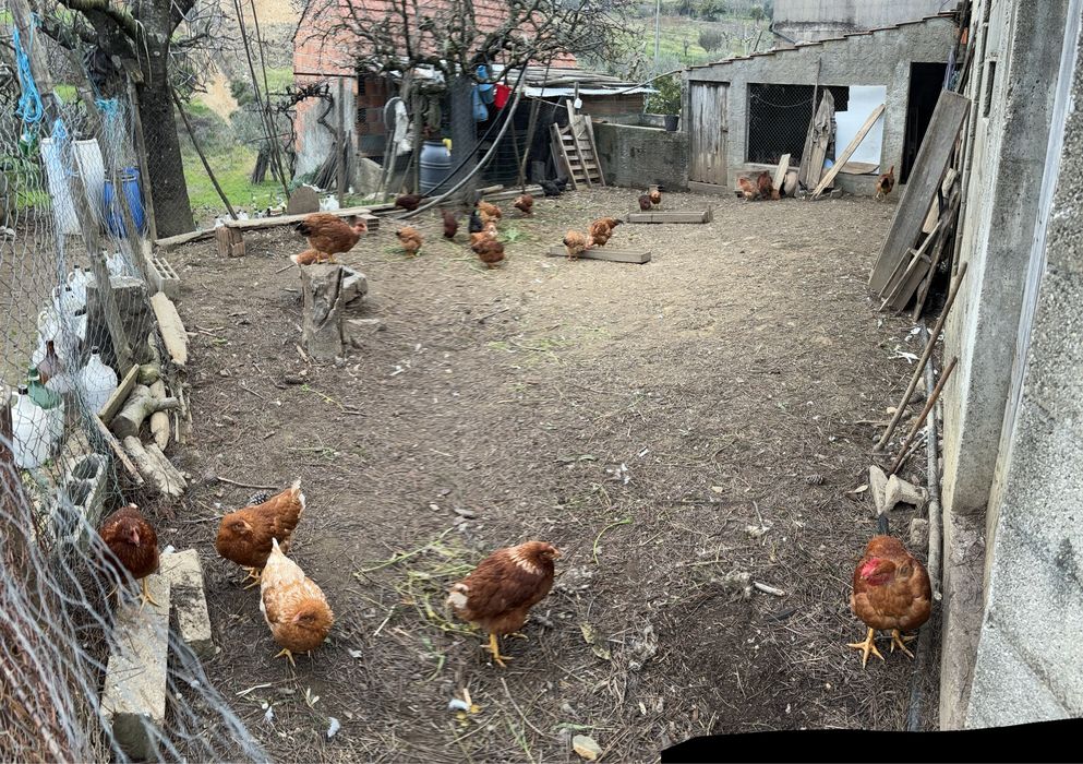 Ovos caseiros e biológicos