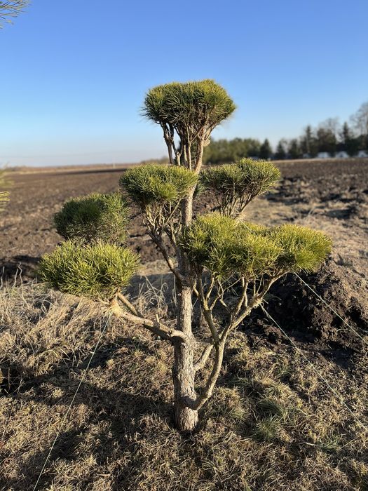Сосна нівакі крупномір