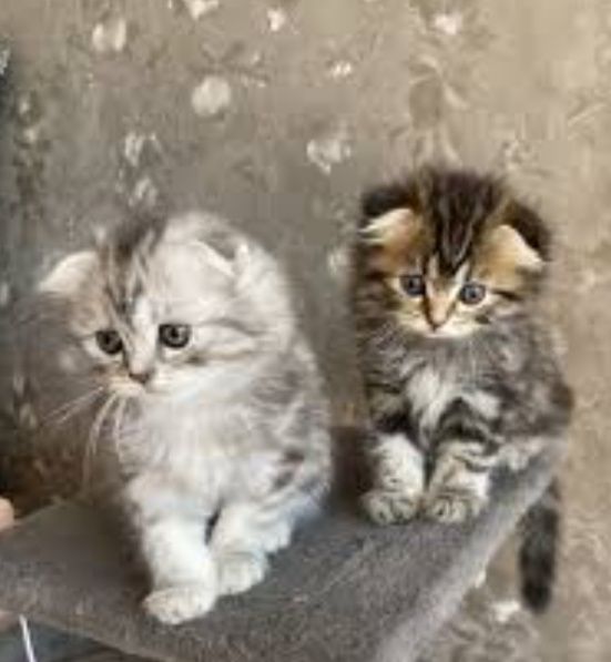 Шотландские вислоухие котятка
