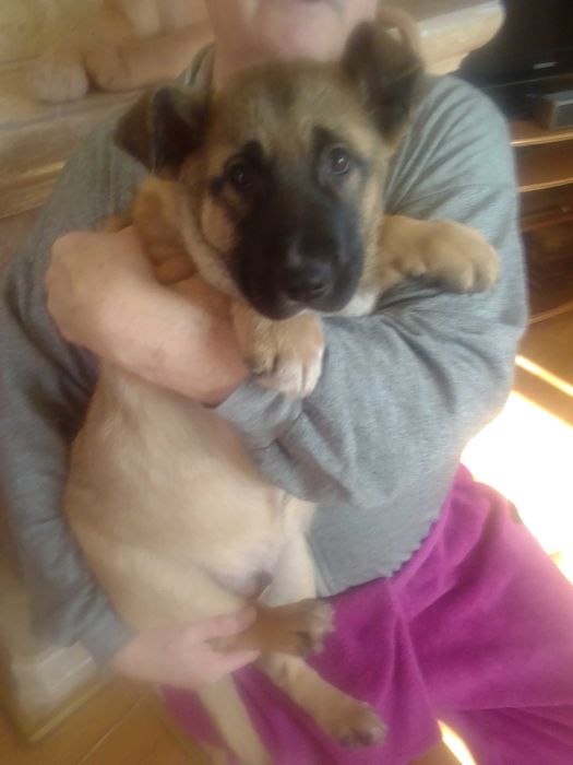 подарую песика, чудовий малюк з  чудовою генетикою