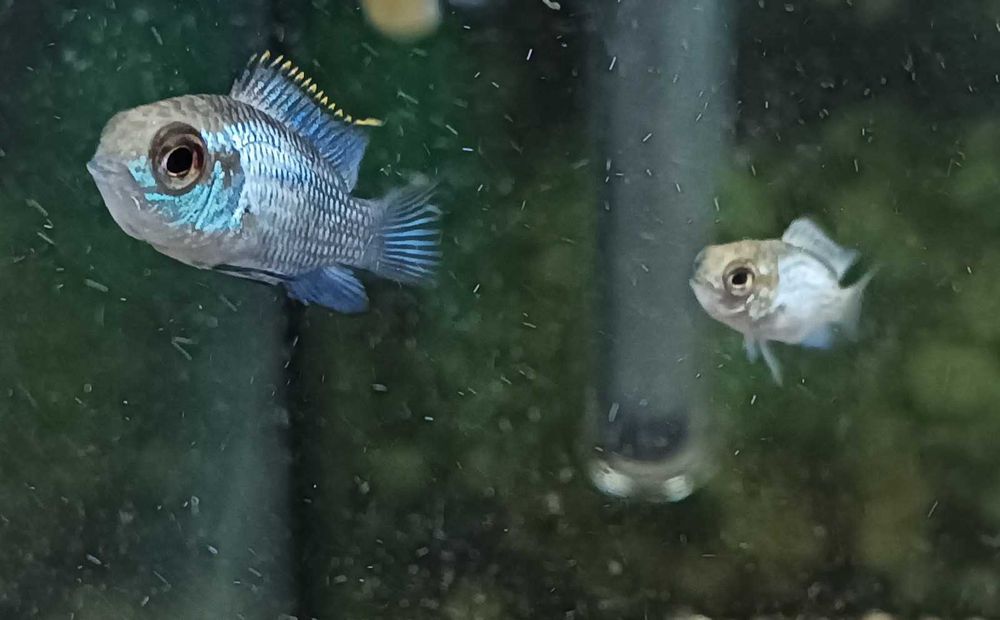 Andinocaras Electric Blue (3-4cm)