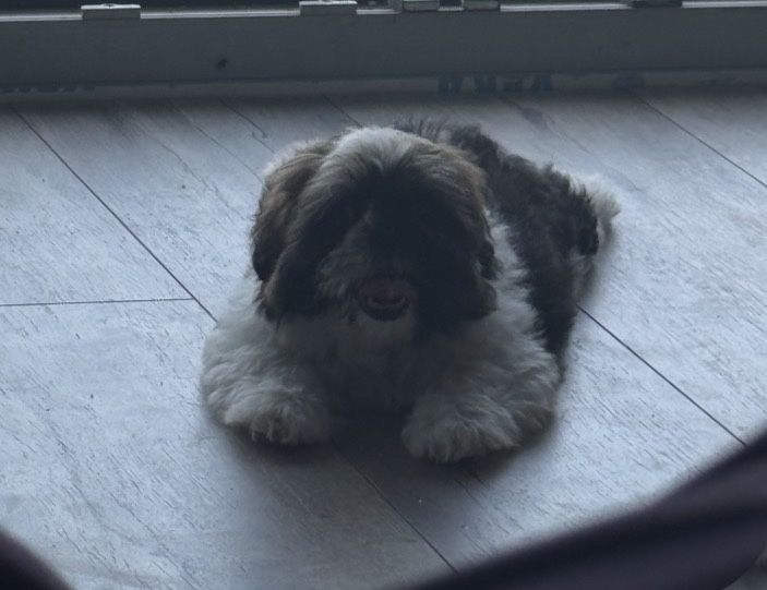 Sprzedam 4-miesięczną suczkę rasy Shih Tzu