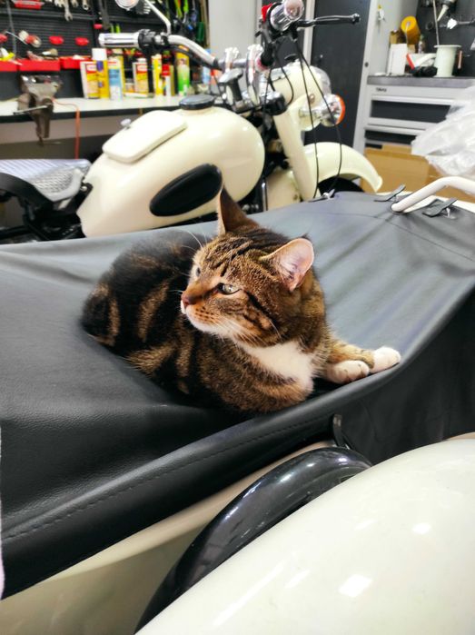 Motocykl Dniepr z koszem Tanowo • OLX.pl