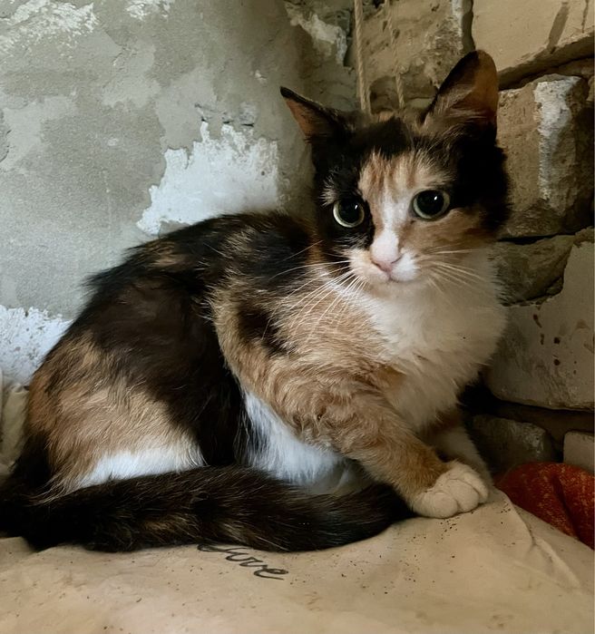 Кошка кот трехцветная рыжий черный белый