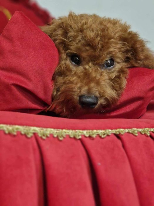 Pudel miniaturowy wyjątkowy chłopiec