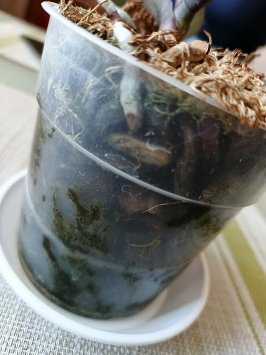 Орхідея сорт Canary