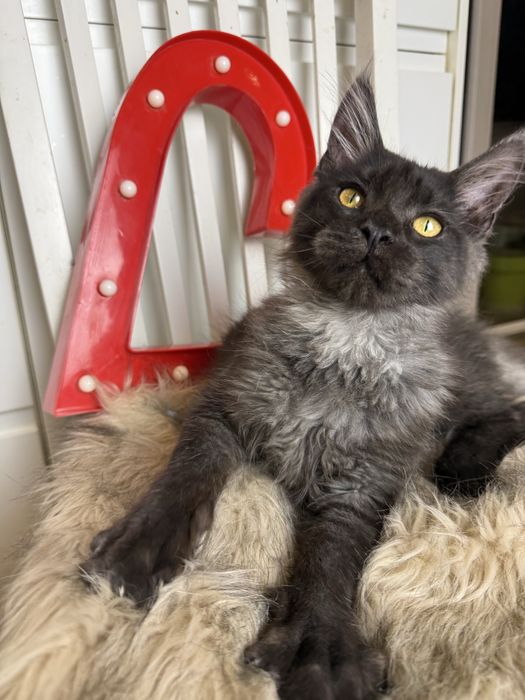 Dymny Aragon of Coty Coli