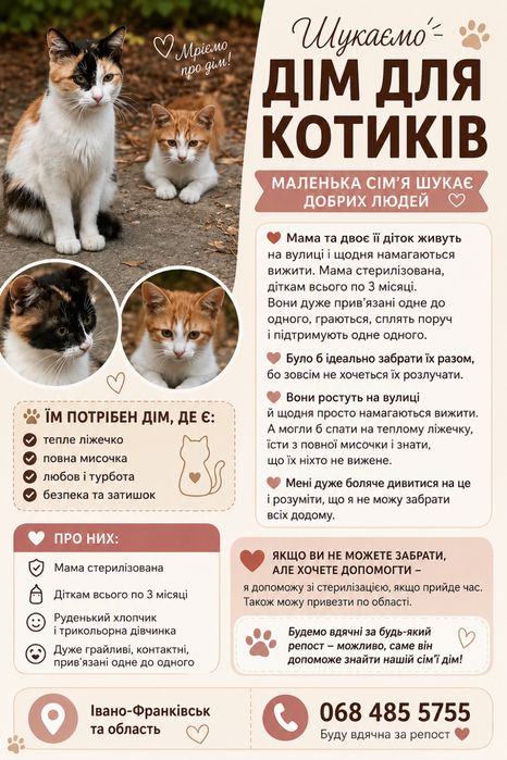 Кошенята шукають люблячу родину