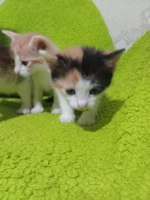 Віддаємо маленьких кошенят
