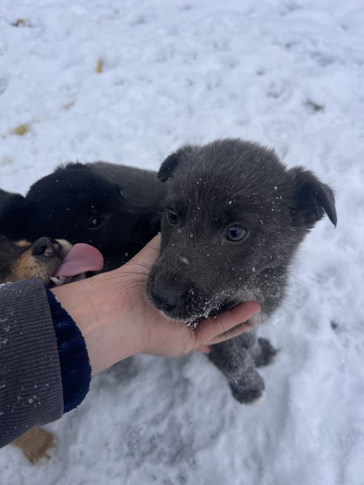 ПЕСИКИ в пошуку чудових господарів (м. Надвірна)