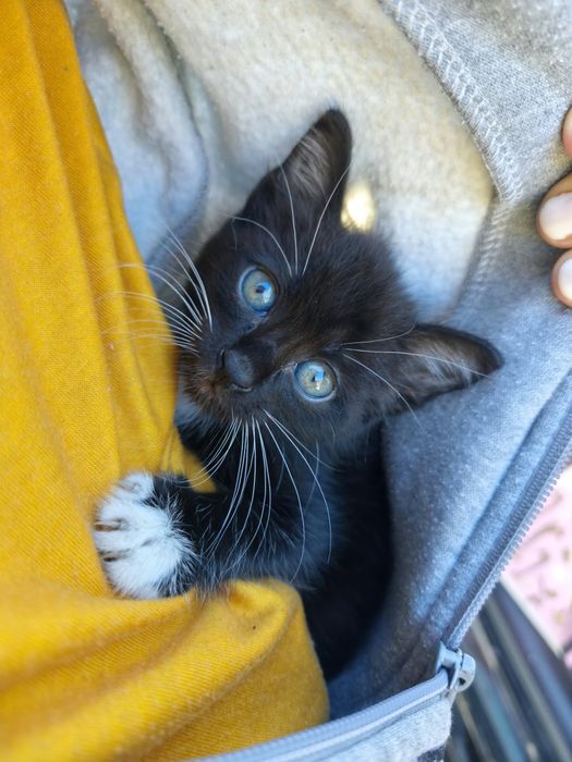 Gatinho mês e meio muito meigo