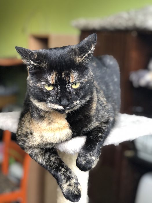 Кошечка Пепси 1 год черепашковый окрас