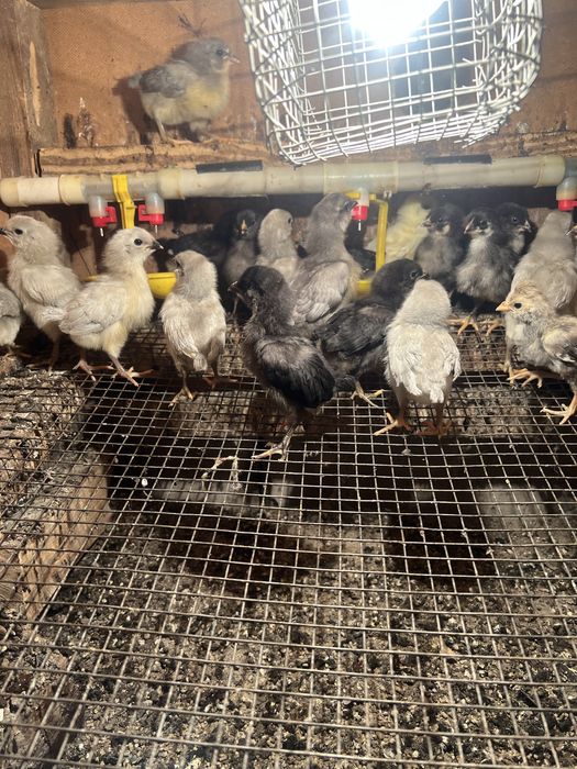 Курчата амераукана