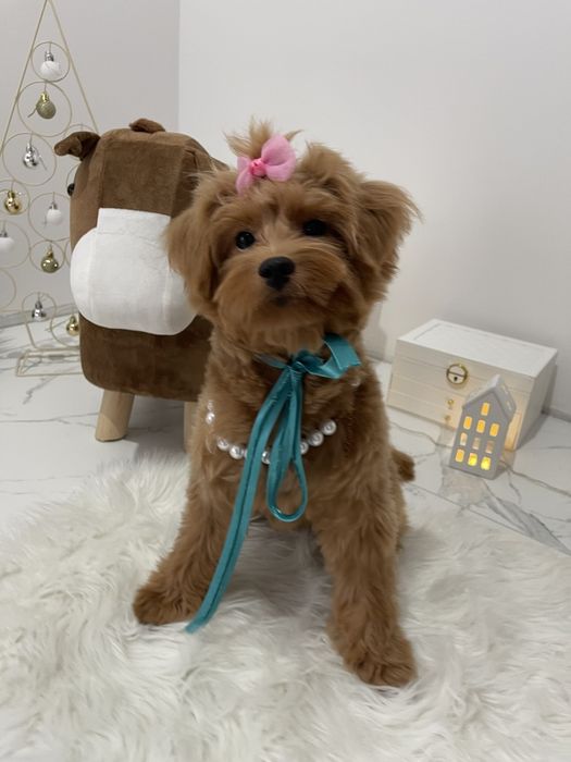 Помапу — Доставка по Україні та Європі  з любовю