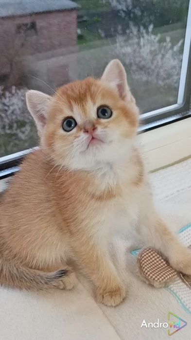 Нежный котик золотая шиншилла
