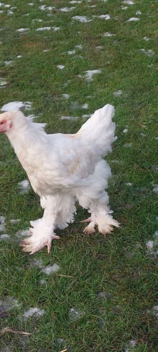 Brahma kogut lemon pyle