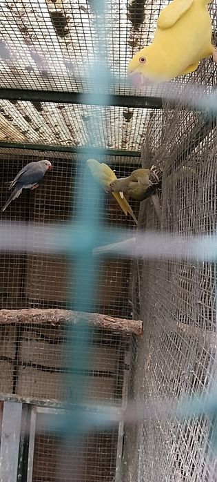 Ring neck para ceder