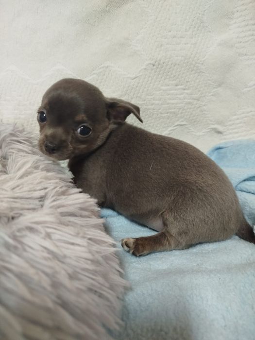 Chihuahua Fêmea pelo curto
