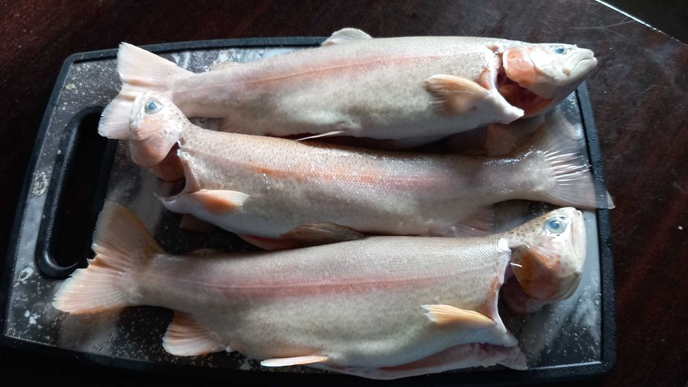 Spdzedam pstragi patroszone