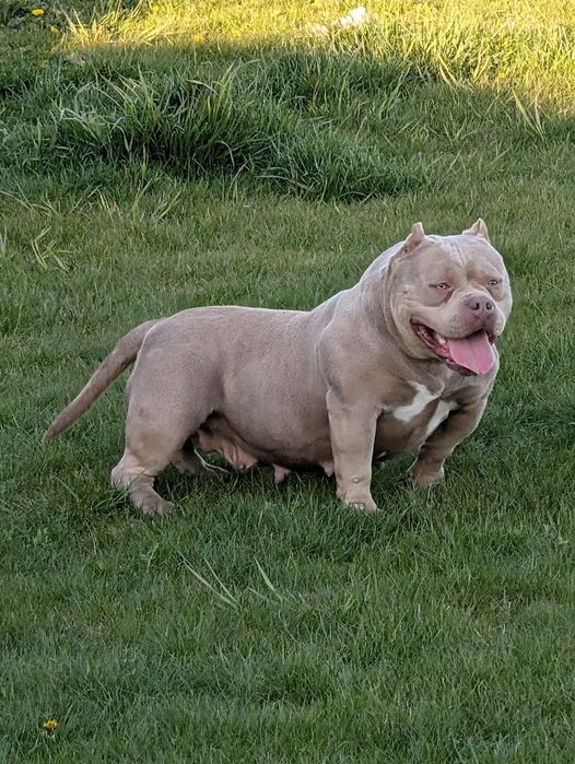 American bully POCKET