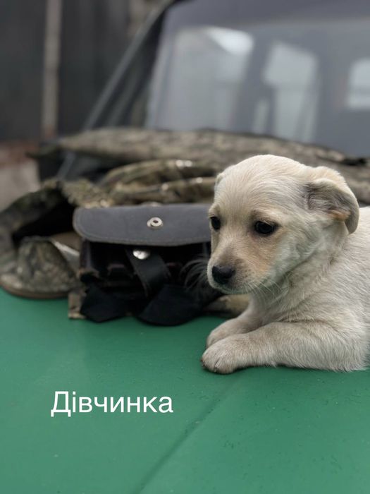 Віддам цуценят, Зміїв/Харків