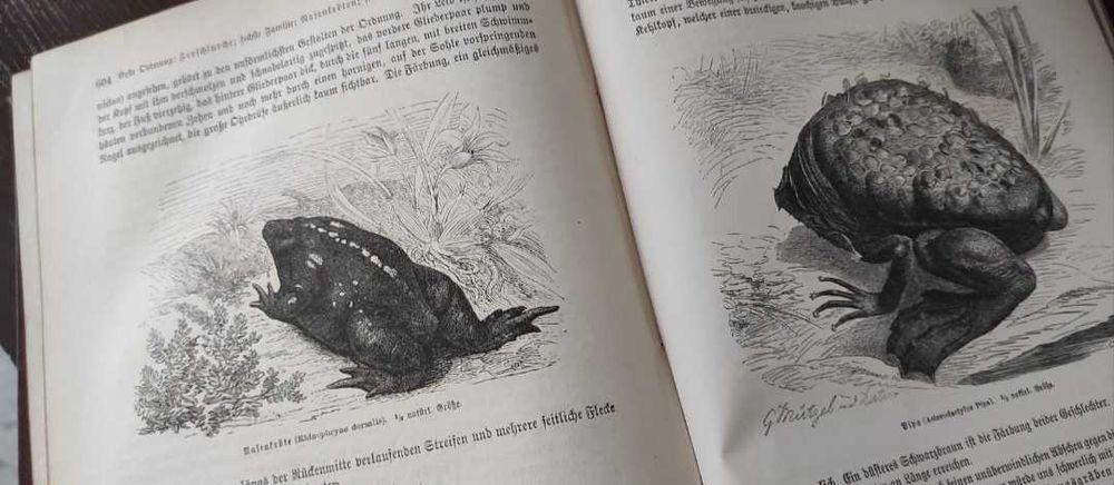 Stara niemiecka książka z 1878 r Brehms Thierleben
