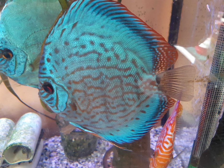 Дискусы голубой алмаз и туркис