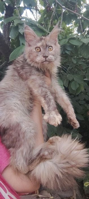 Не спеша в семью котенок