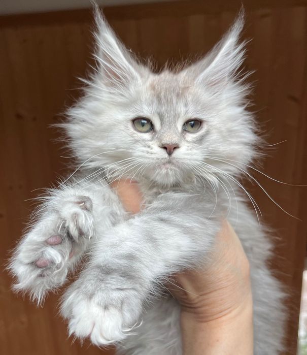 Magiczna, unikatowa koteczka Maine Coon POLODAKTYLKA